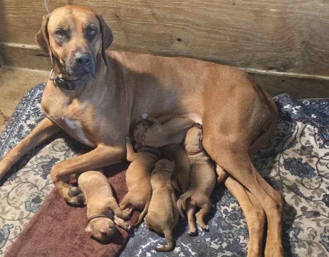 Rhodesian Ridgeback Puppies media 11
