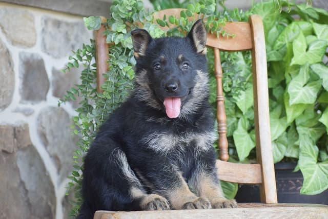 CHAMPION🏆BLOODLINE- PUPPIES NOW AVAILABLE! Call 717-756-8953 media 6