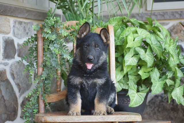 CHAMPION🏆BLOODLINE- PUPPIES NOW AVAILABLE! Call 717-756-8953 media 7