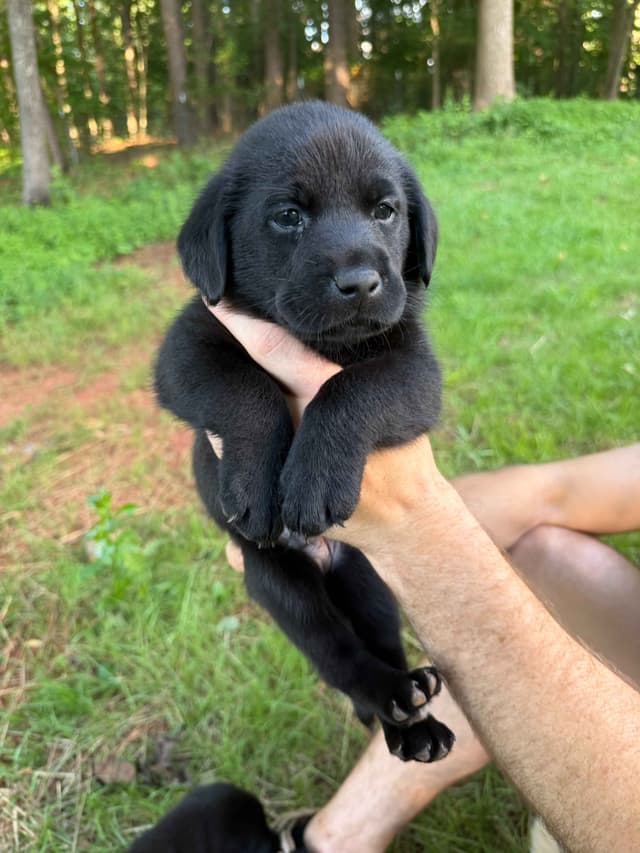 Labrador Retriever Puppies media 2