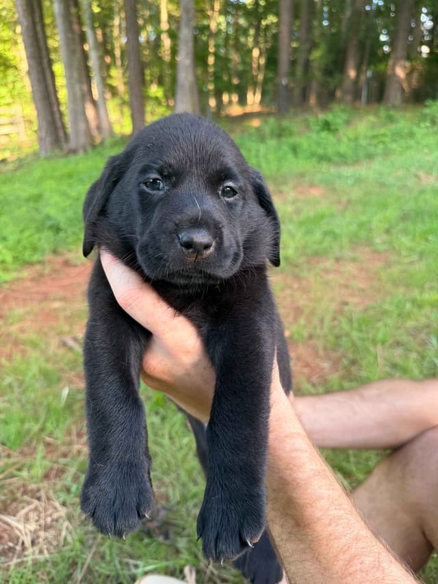 Labrador Retriever Puppies media 4