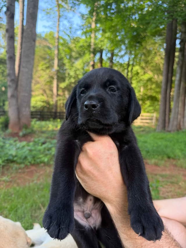 Labrador Retriever Puppies media 3