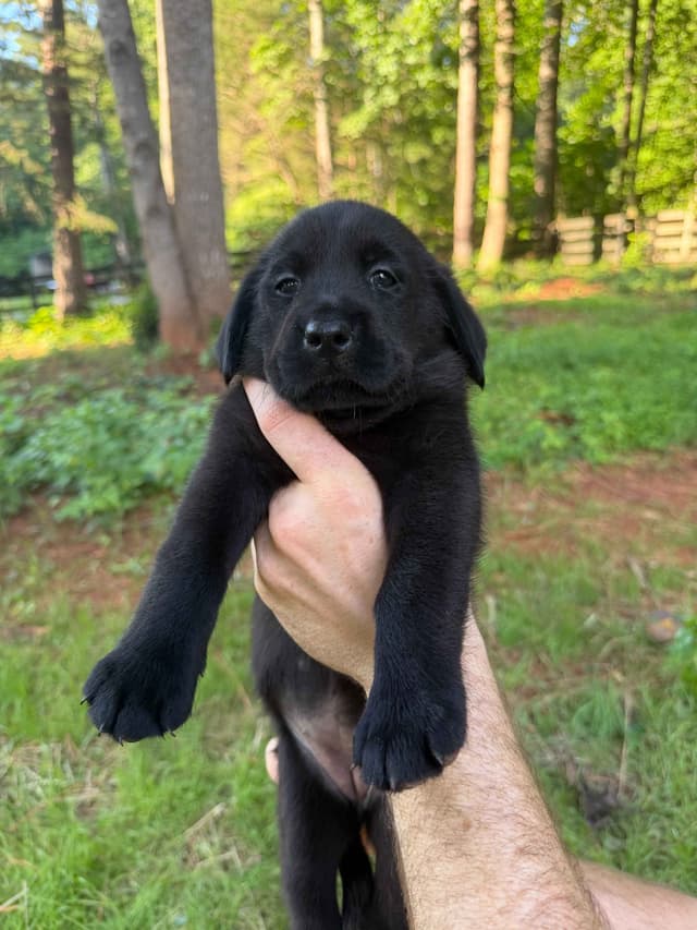 Labrador Retriever Puppies media 5