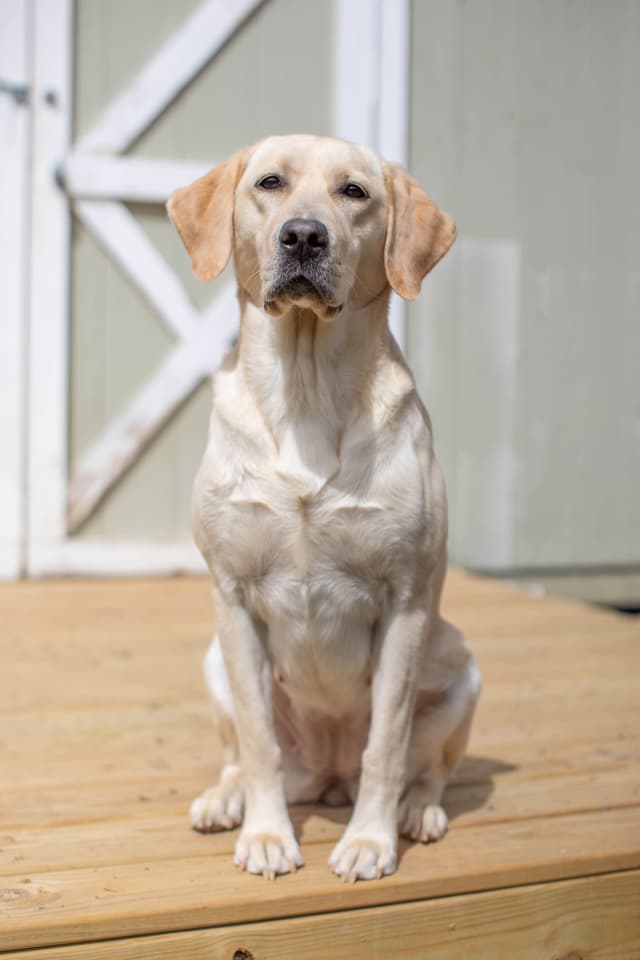 Labrador Retriever Puppies media 6