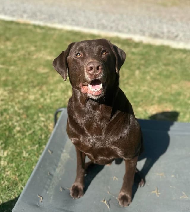 Labrador Retriever Puppies media 8
