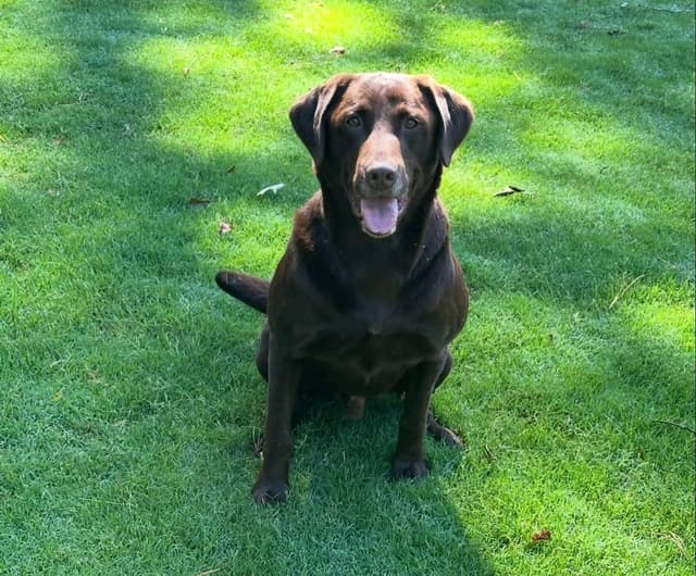 Labrador Retriever Puppies media 9