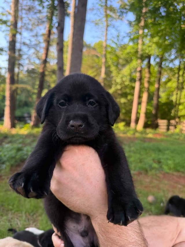 Labrador Retriever Puppies media 11