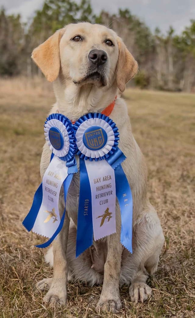 Labrador Retriever Puppies media 12