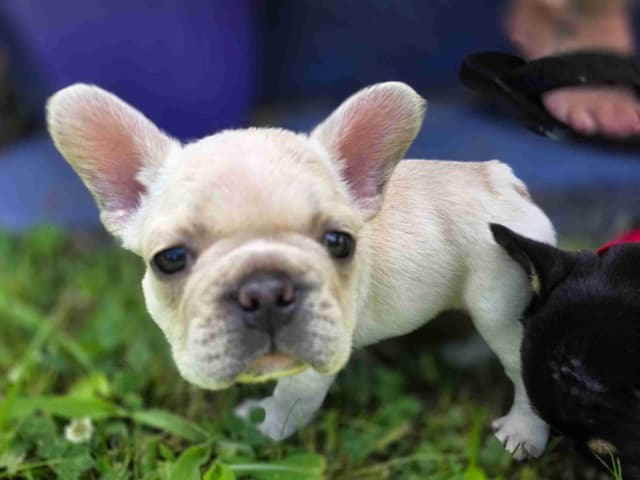French Bulldog Puppies media 2