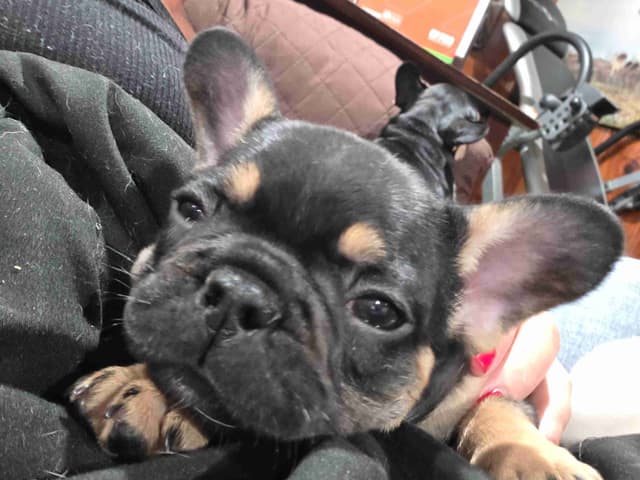 French Bulldog Puppies media 4