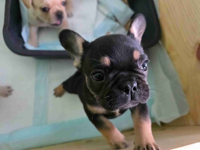 French Bulldog Puppies media 6