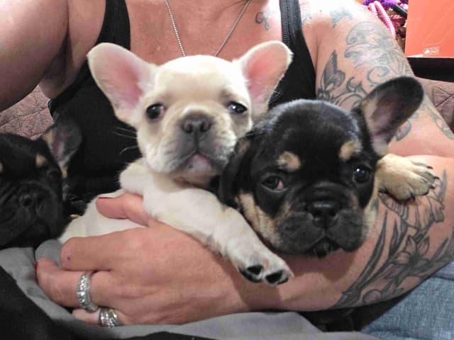 French Bulldog Puppies media 8