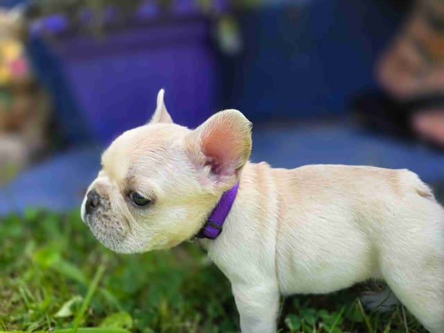 French Bulldog Puppies media 5