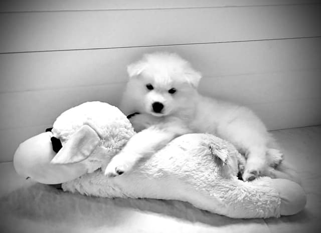 Samoyed Puppies Available media 12