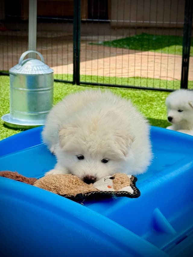 Samoyed Puppies Available media 3