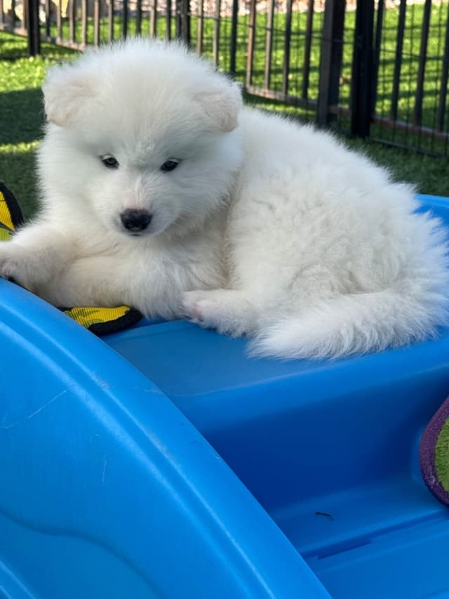 Samoyed Puppies Available media 4