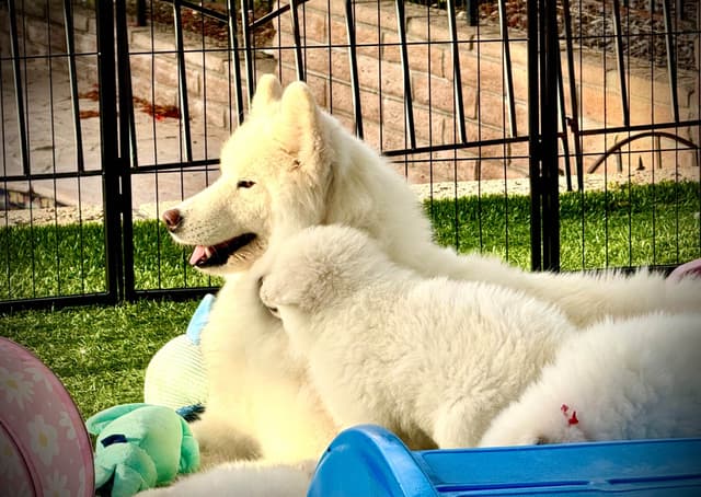 Samoyed Puppies Available media 13