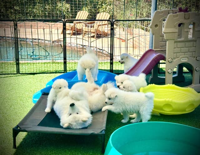 Samoyed Puppies Available media 8