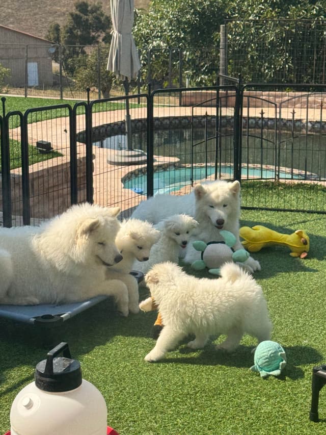 Samoyed Puppies Available media 9