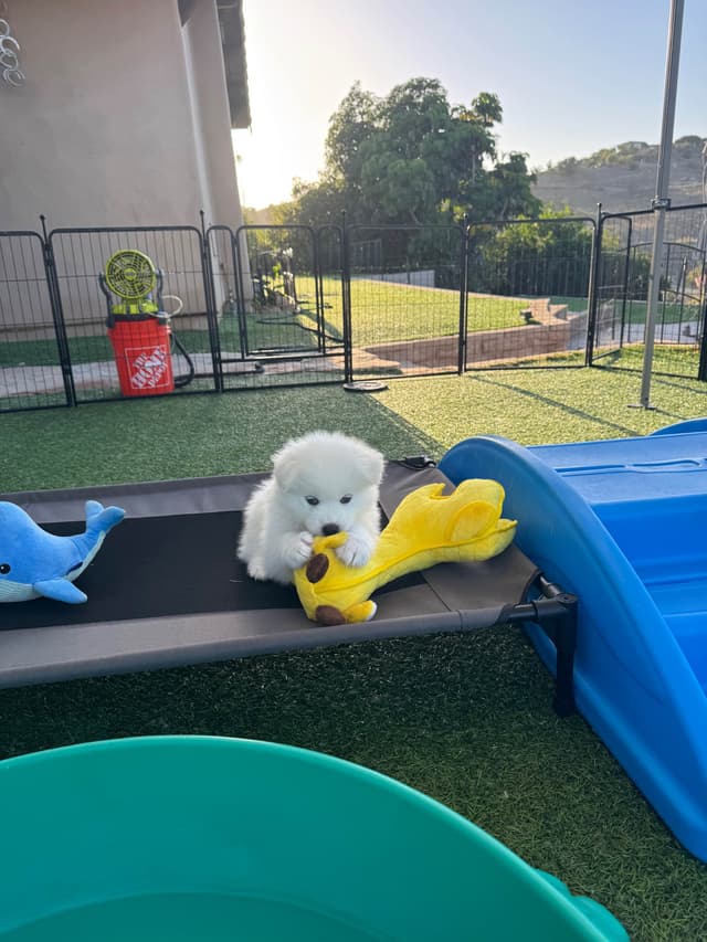 Samoyed Puppies Available media 7