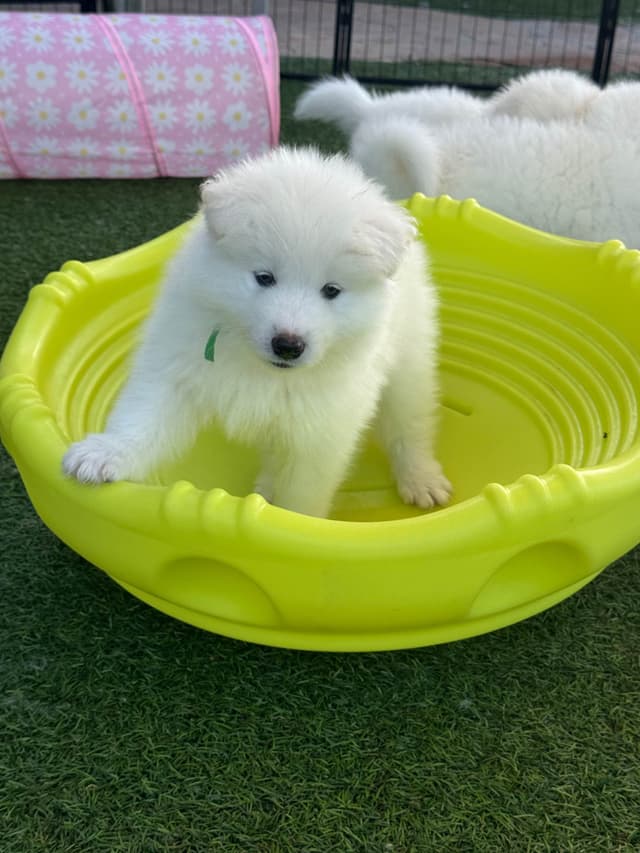 Samoyed Puppies Available media 6