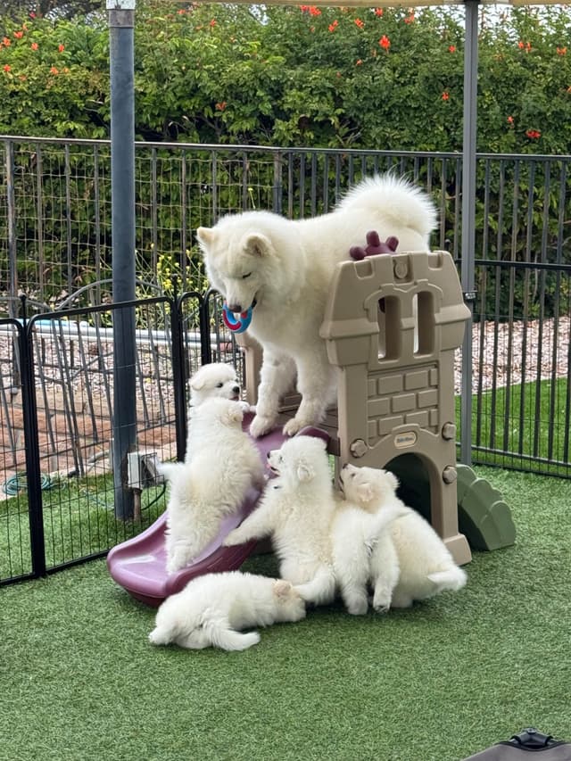 Samoyed Puppies Available media 10