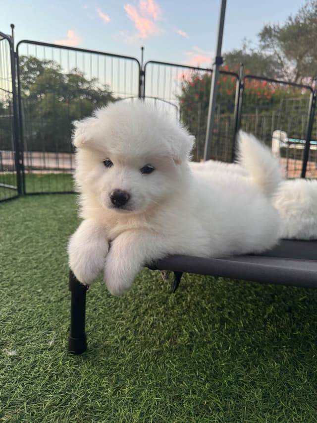 Samoyed Puppies Available media 5
