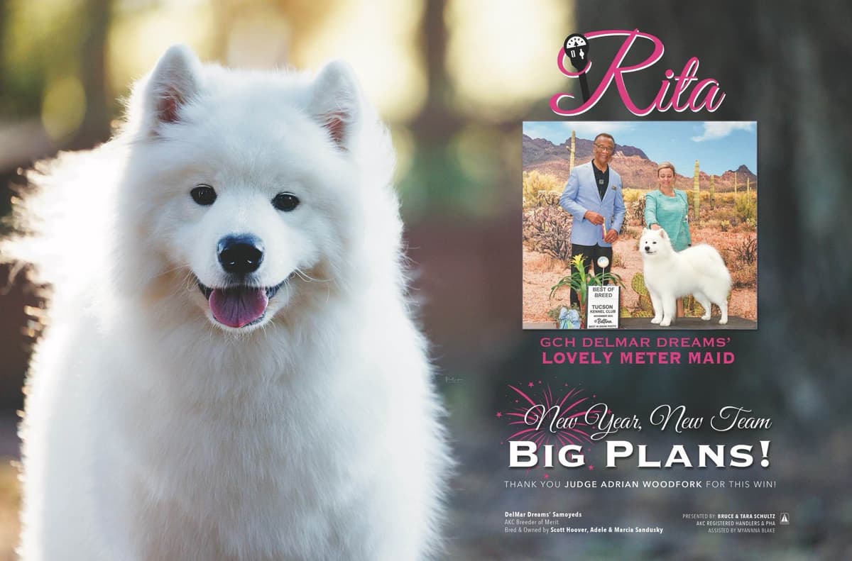 Samoyed Puppies Available breeder image 2