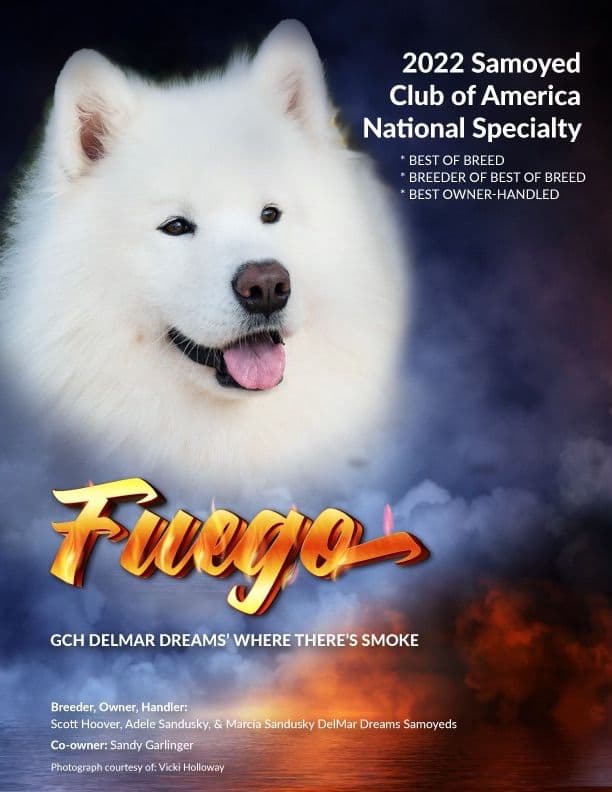 Samoyed Puppies Available breeder image 1