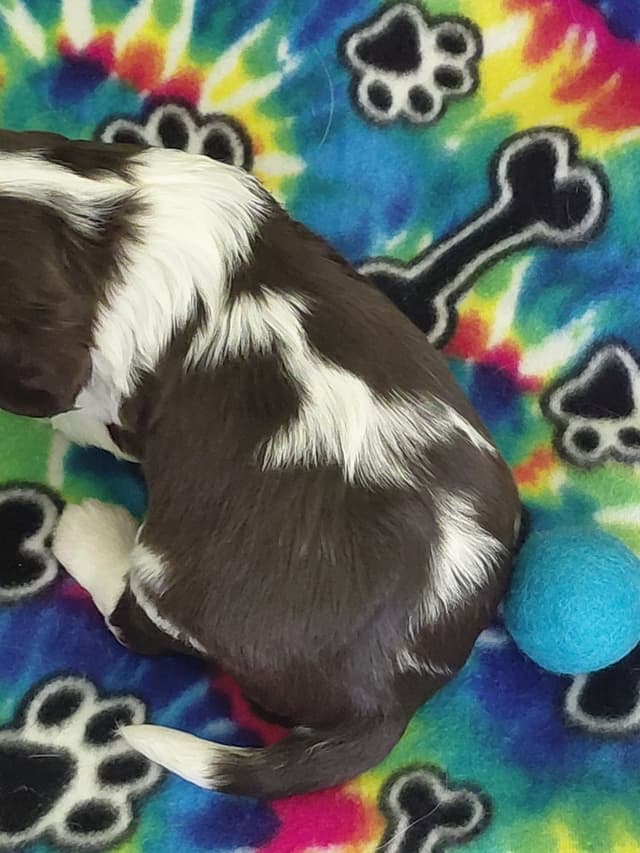 CHOCOLATE , Dominant Black ( KB ky )  Cavalier  MALE media 3