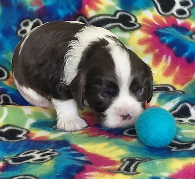 CHOCOLATE , Dominant Black ( KB ky )  Cavalier  MALE media 4
