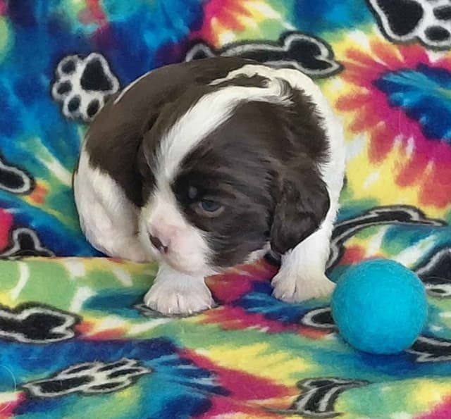 CHOCOLATE , Dominant Black ( KB ky )  Cavalier  MALE media 5