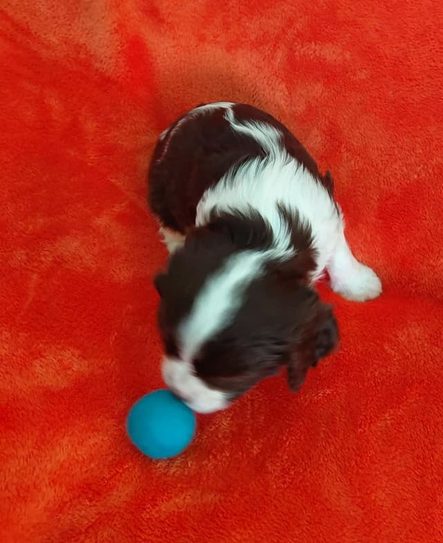 CHOCOLATE , Dominant Black ( KB ky )  Cavalier  MALE media 8