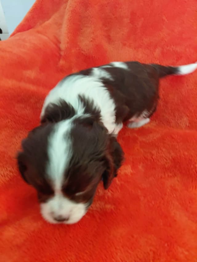 CHOCOLATE , Dominant Black ( KB ky )  Cavalier  MALE media 9