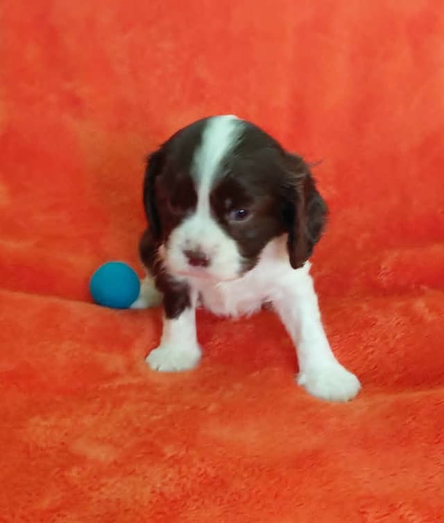 CHOCOLATE , Dominant Black ( KB ky )  Cavalier  MALE media 10
