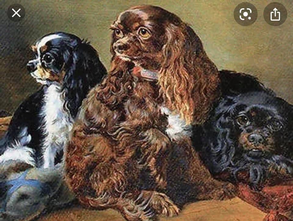 Cavalier King Charles Spaniel-Dominant Black KB, Chocolate Carriers breeder image 11