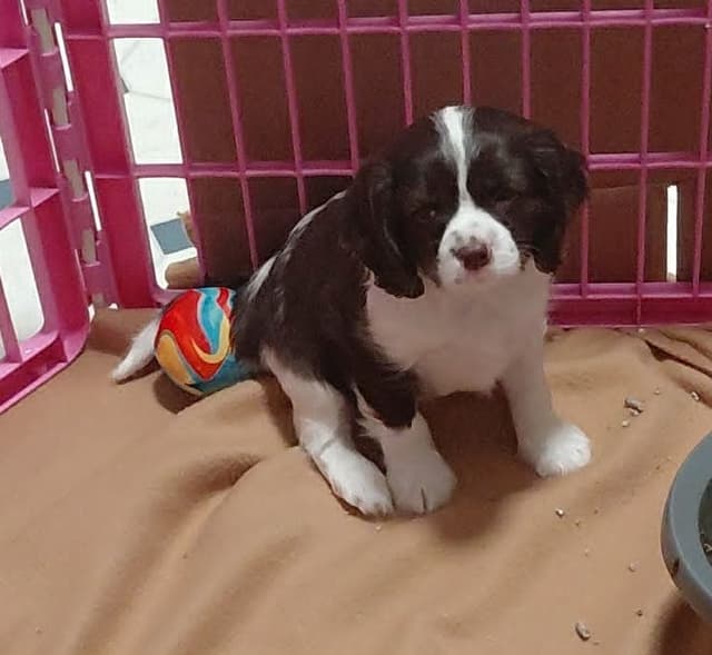 CHOCOLATE , Dominant Black ( KB ky )  Cavalier  MALE media 11