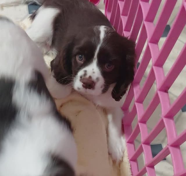 CHOCOLATE , Dominant Black ( KB ky )  Cavalier  MALE media 12