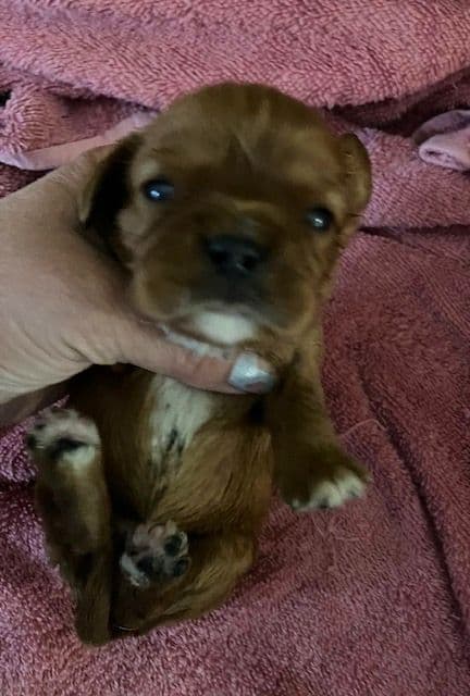 Cavalier King Charles Spaniel-Dominant Black KB, Chocolate Carriers media 2