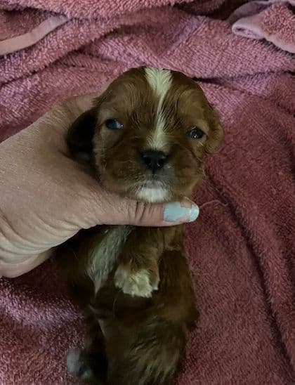 Cavalier King Charles Spaniel-Dominant Black KB, Chocolate Carriers media 11