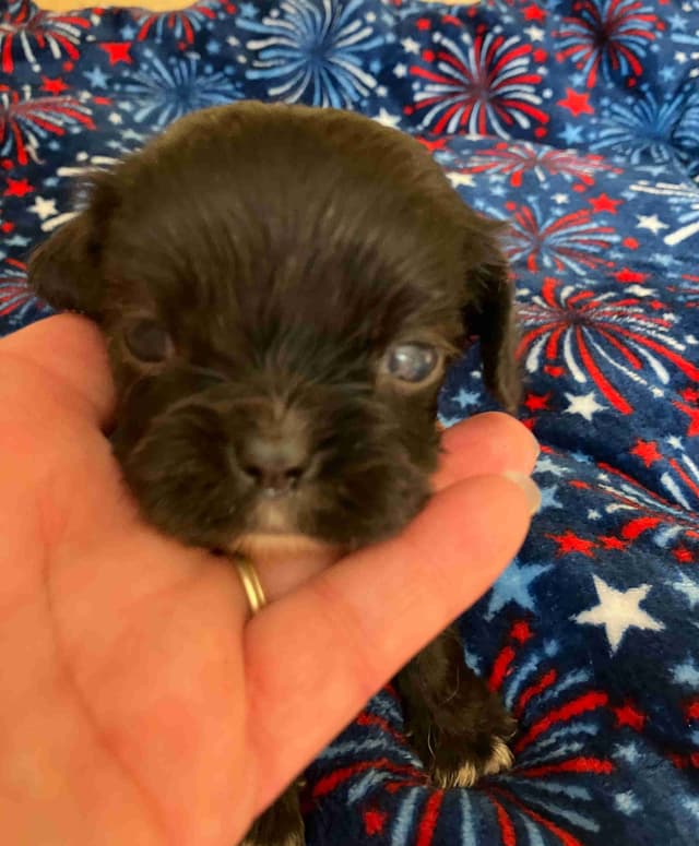 Cavalier King Charles Spaniel-Dominant Black KB, Chocolate Carriers media 8