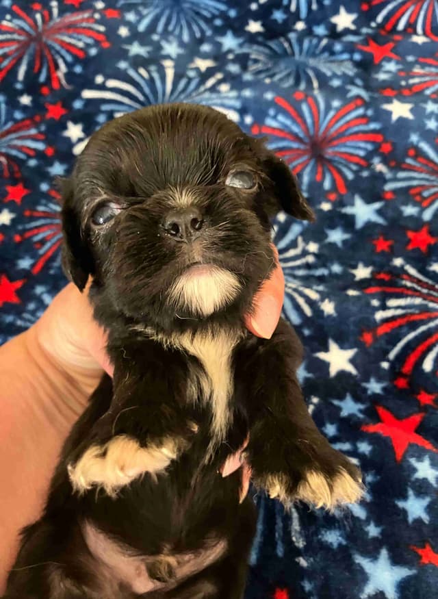 Cavalier King Charles Spaniel-Dominant Black KB, Chocolate Carriers media 9