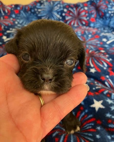 Cavalier King Charles Spaniel-Dominant Black KB, Chocolate Carriers media 10