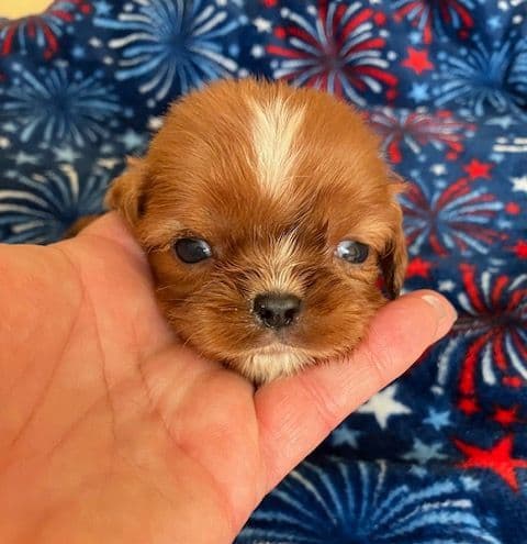 Cavalier King Charles Spaniel-Dominant Black KB, Chocolate Carriers media 12