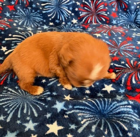 Cavalier King Charles Spaniel-Dominant Black KB, Chocolate Carriers media 13