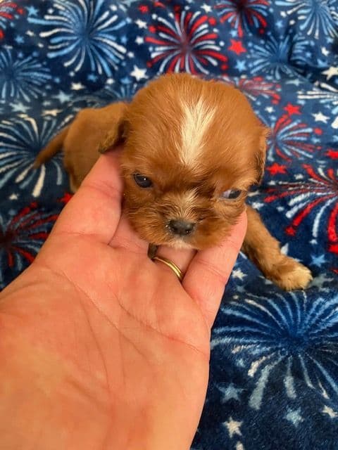 Cavalier King Charles Spaniel-Dominant Black KB, Chocolate Carriers media 14