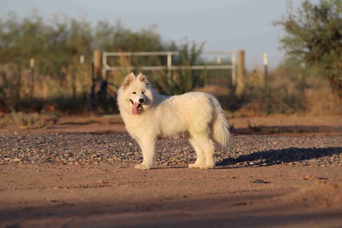 Samoyed Puppies breeder image 2