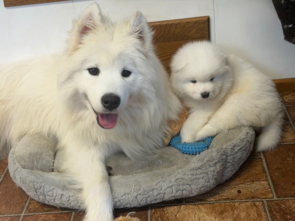 Samoyed Puppies breeder image 4