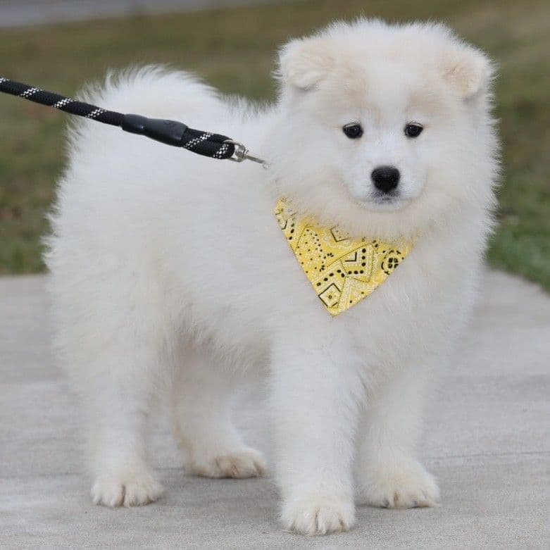 Samoyed Puppies breeder image 5