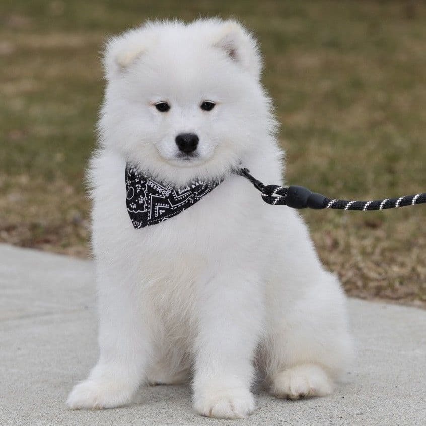 Samoyed Puppies breeder image 6